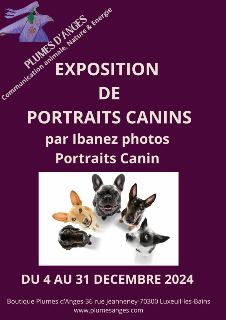 exposition photos chiens à la boutique plumes d'anges luxeuil les bains décembre noël