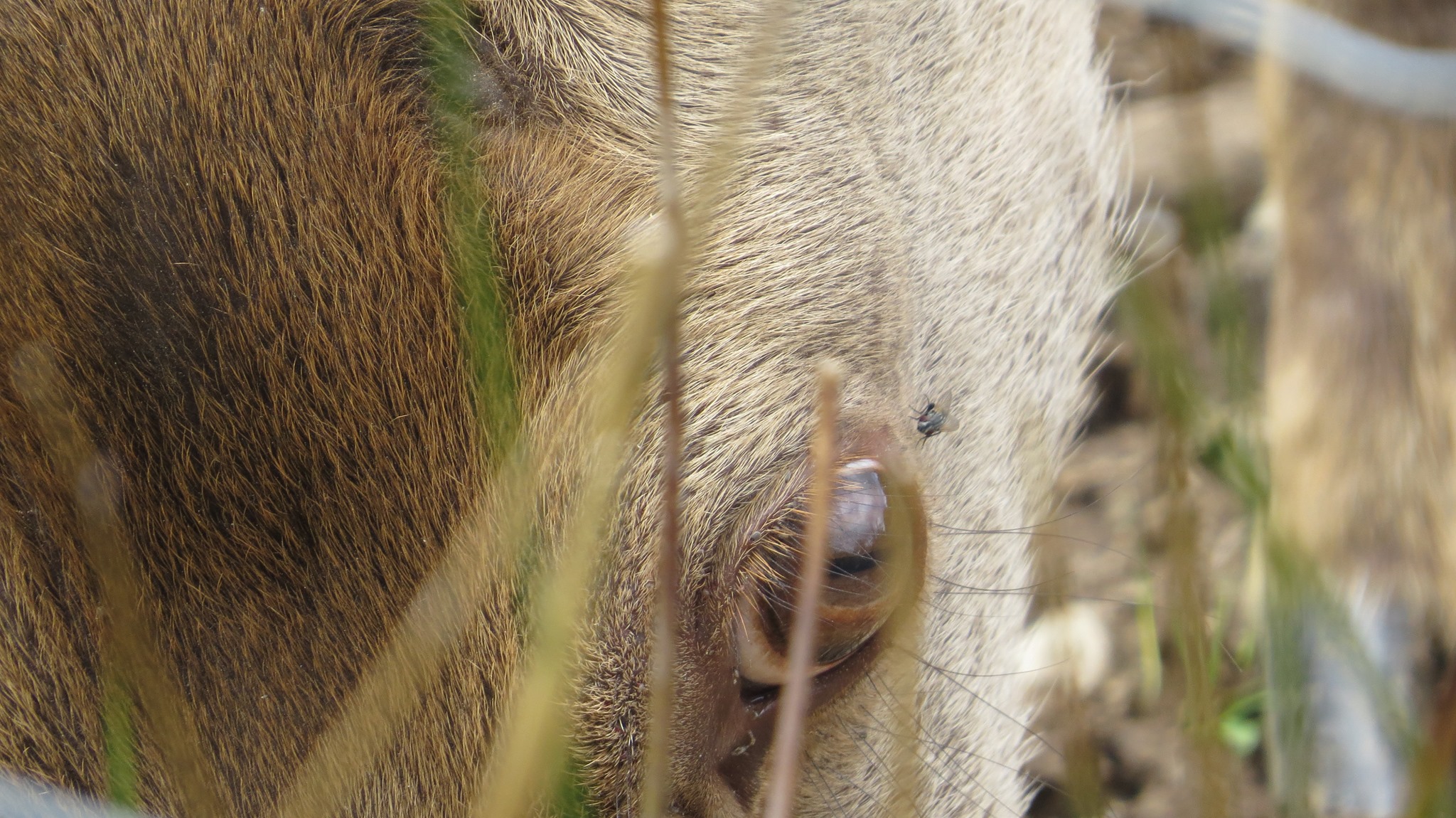 connexion intuitive animale avec un chevreuil par plumes d'anges