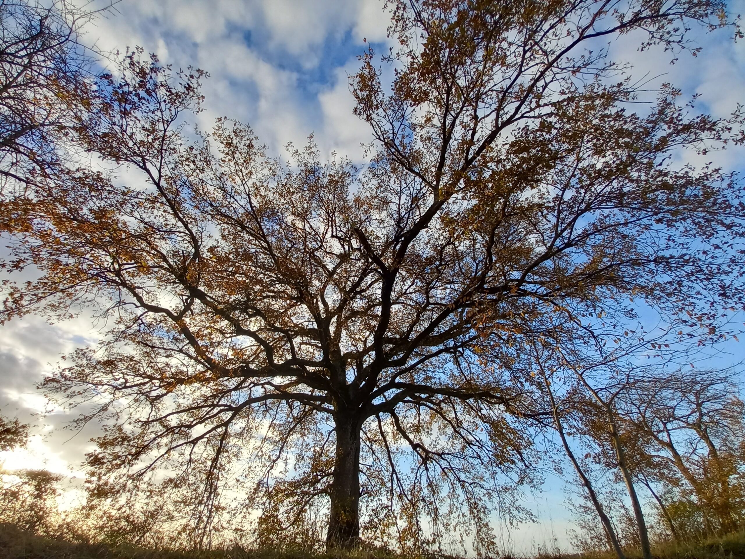 communication végétale et minérale par Plumes d'Anges