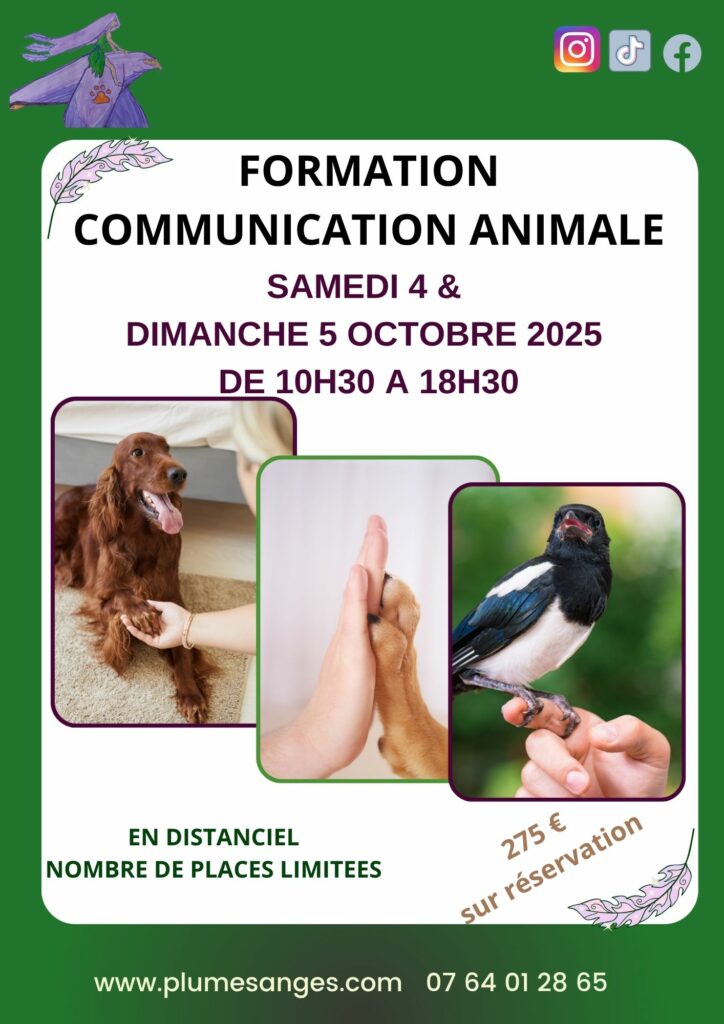 formation communication animale octobre 2025 plumes d'anges