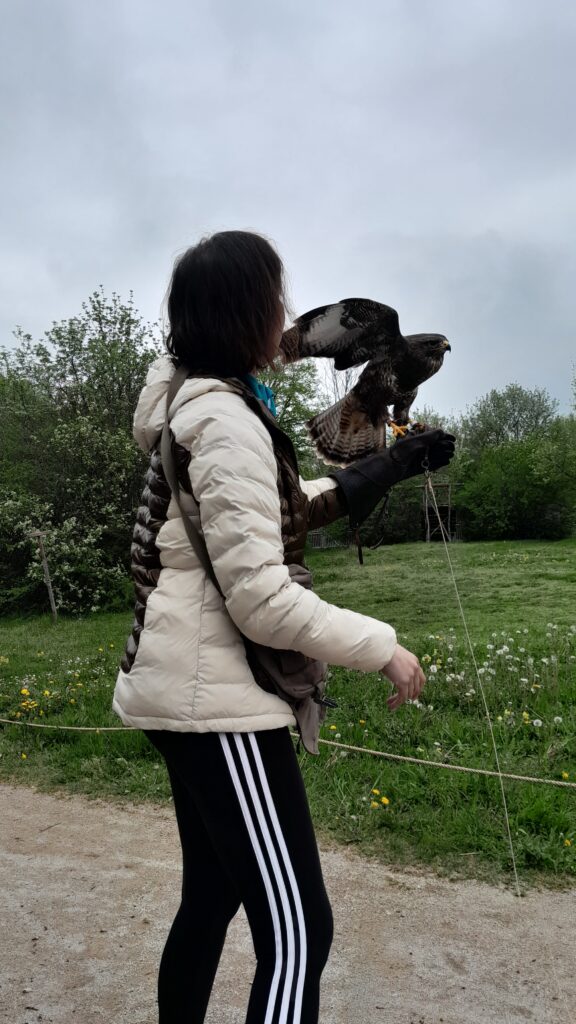 animaux guides totems plumes d'anges